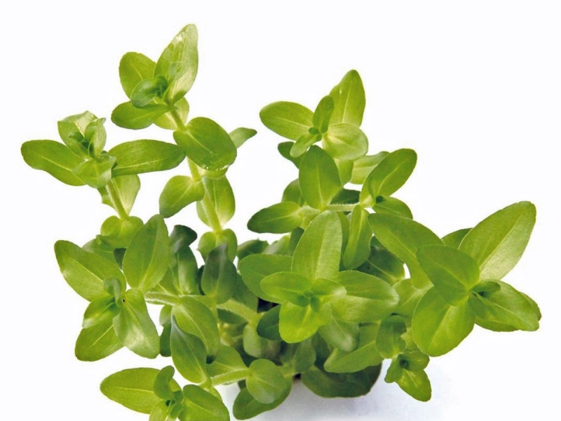 Bacopa caroliniana - carolina-Fettblatt